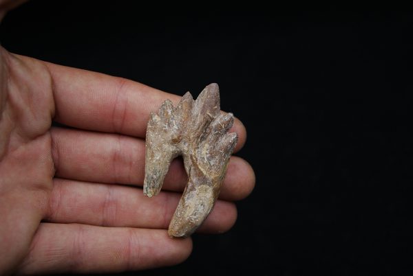 Molar de Basilosaurus