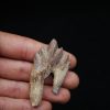 Molar de Basilosaurus