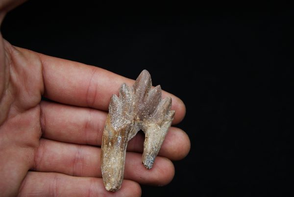 Molar de Basilosaurus