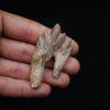 Molar de Basilosaurus