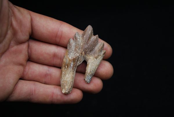 Molar de Basilosaurus