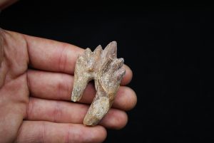 Molar de Basilosaurus