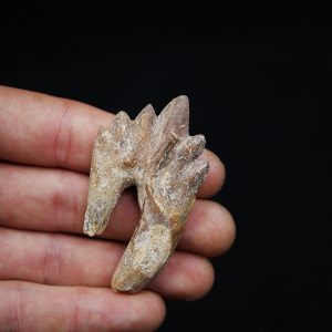 Molar de Basilosaurus