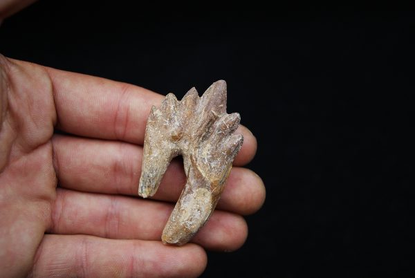 Molar de Basilosaurus
