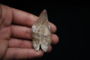 Molar de Basilosaurus