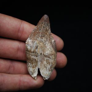 Molar de Basilosaurus