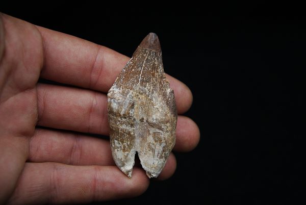 Molar de Basilosaurus
