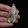 Molar de Basilosaurus