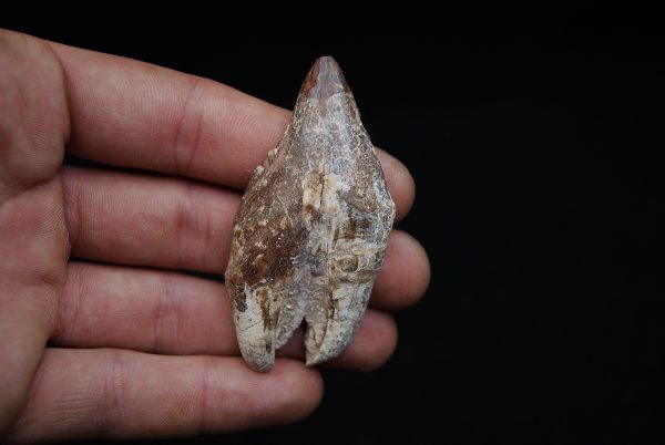 Molar de Basilosaurus