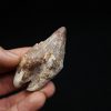 Molar de Basilosaurus