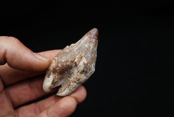 Molar de Basilosaurus