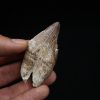 Molar de Basilosaurus