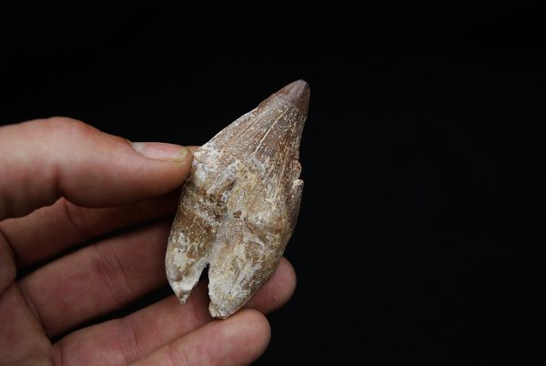 Molar de Basilosaurus