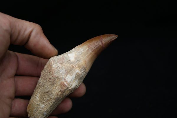 Diente de Mosasaurus hoffmanni