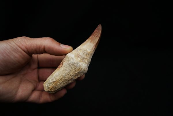 Diente de Mosasaurus hoffmanni