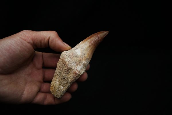 Diente de Mosasaurus hoffmanni