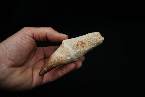 Diente de Mosasaurus hoffmanni