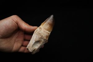 Mosasaurus hoffmanni
