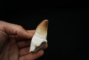 Mosasaurus beaugei