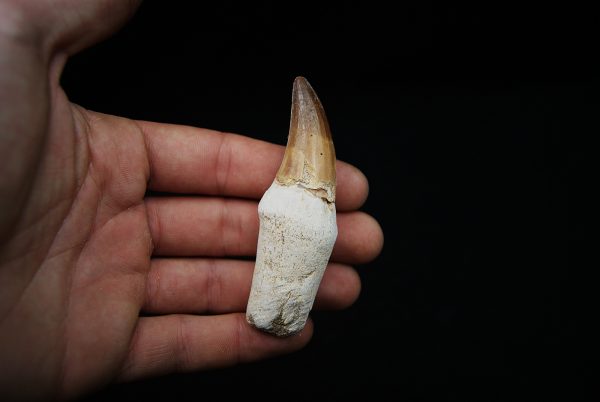 Eremiasaurus heterodontus