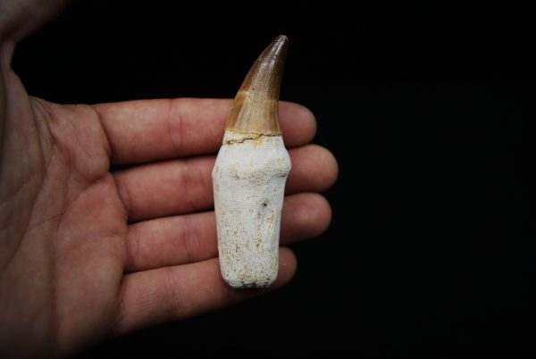 Eremiasaurus heterodontus