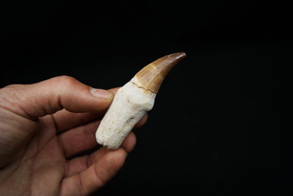 Eremiasaurus heterodontus