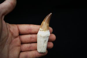 Eremiasaurus heterodontus