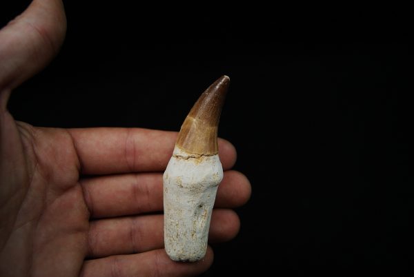 Eremiasaurus heterodontus
