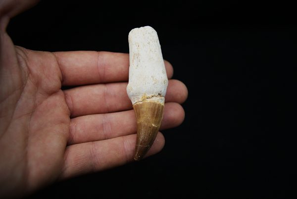 Eremiasaurus heterodontus