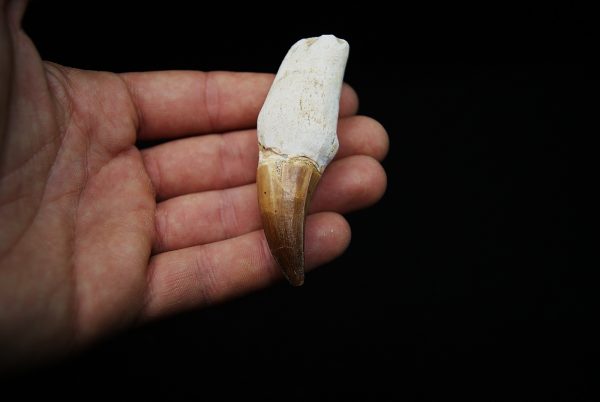 Eremiasaurus heterodontus