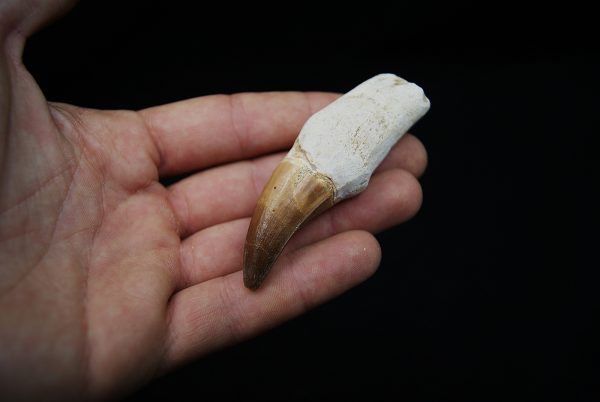 Eremiasaurus heterodontus