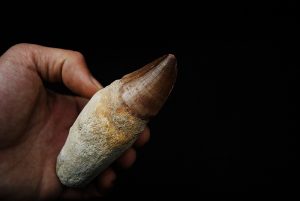 Mosasaurus hoffmanni