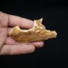 Maxilar de Spinosaurus aegyptiacus