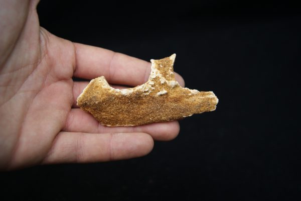 Maxilar de Spinosaurus aegyptiacus
