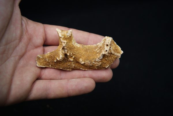 Maxilar de Spinosaurus aegyptiacus