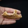 Maxilar de Spinosaurus aegyptiacus