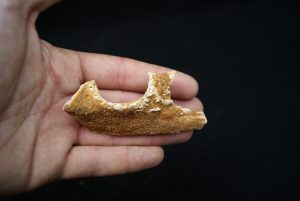 Maxilar de Spinosaurus aegyptiacus