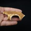 Maxilar de Spinosaurus aegyptiacus