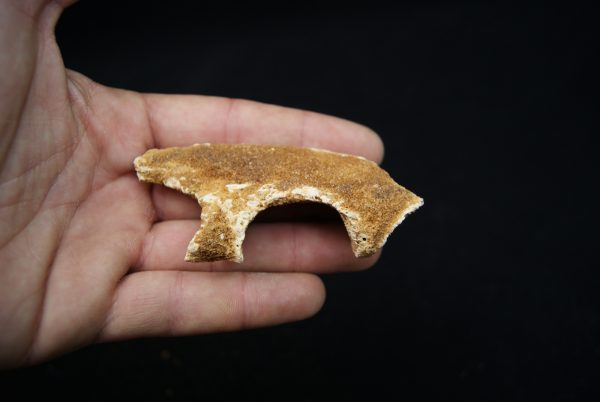 Maxilar de Spinosaurus aegyptiacus
