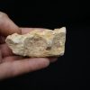 Maxilar de Spinosaurus aegyptiacus