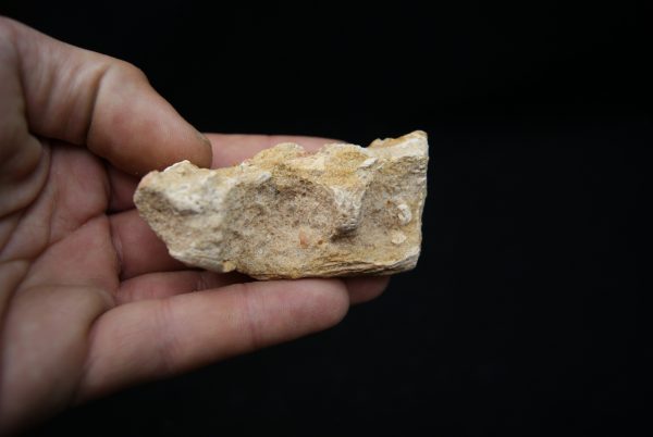Maxilar de Spinosaurus aegyptiacus