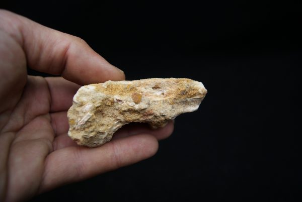 Maxilar de Spinosaurus aegyptiacus