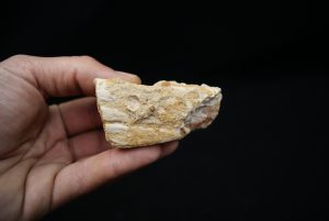 Maxilar de Spinosaurus aegyptiacus