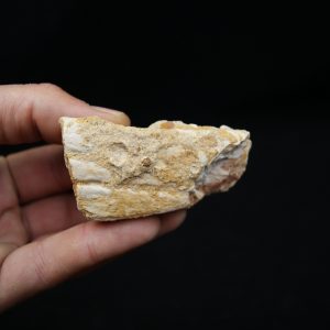 Maxilar de Spinosaurus aegyptiacus