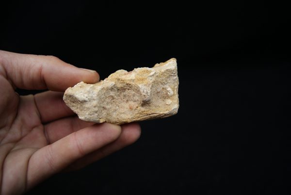 Maxilar de Spinosaurus aegyptiacus