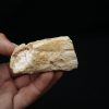 Maxilar de Spinosaurus aegyptiacus
