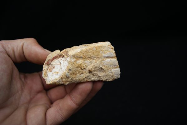 Maxilar de Spinosaurus aegyptiacus