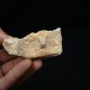 Maxilar de Spinosaurus aegyptiacus