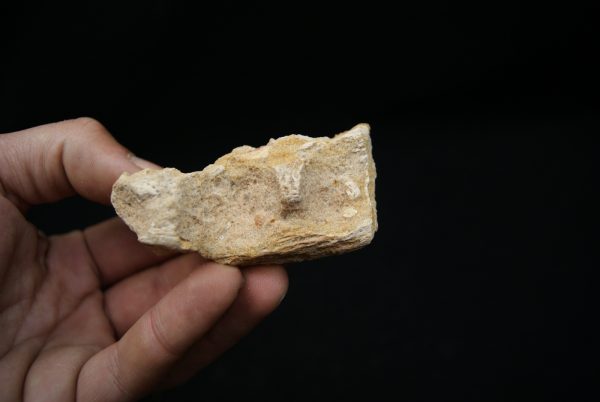 Maxilar de Spinosaurus aegyptiacus
