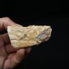 Maxilar de Spinosaurus aegyptiacus